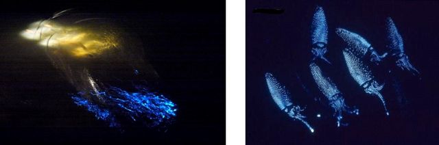 宝石のような輝きを見せるホタルイカの光(左)　
        　　　　　　　　皮膚の表面に1,000個ほどの発光器がある(右)